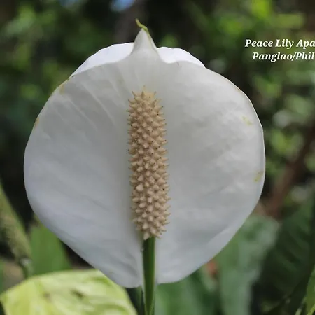 Peace Lily Studio Apartments Panglao Exterior photo