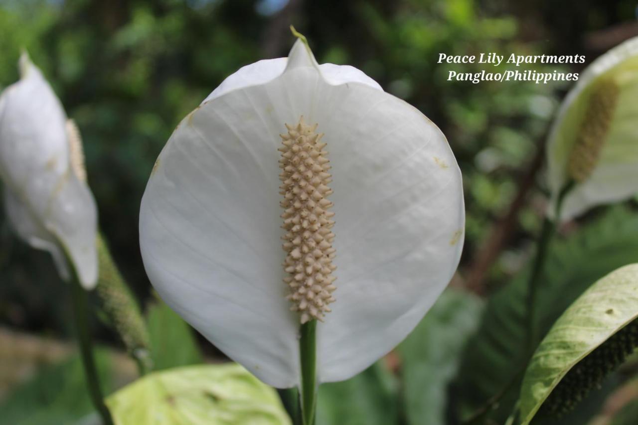 Peace Lily Apartment *